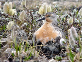 Red Knot in Nest