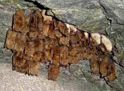 Hibernating bat cluster