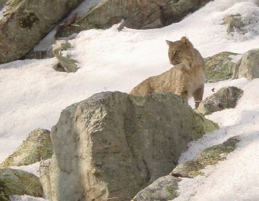 Bobcat on snowy slope