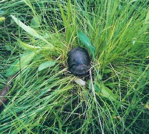 Nesting Bog Turtle 