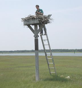 Banding chicks on tower