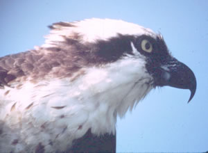 Osprey head