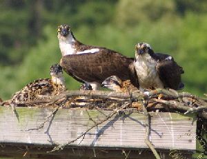 Ospreys on nest platform