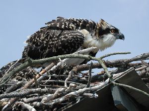 Banded chick on nest