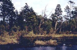 Pine Barrens Treefrog habitat