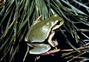 Pine Barrens Treefrog