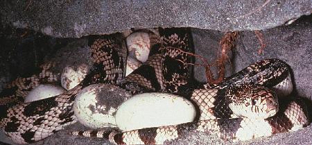 Pine snake with eggs