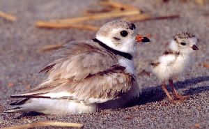 Plover with chick