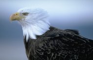 Bald eagle close-up