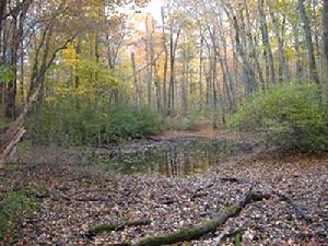 Vernal pool