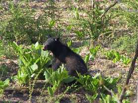 Bear feeding on skunk cabbage Bear feeding on skunk cabbage