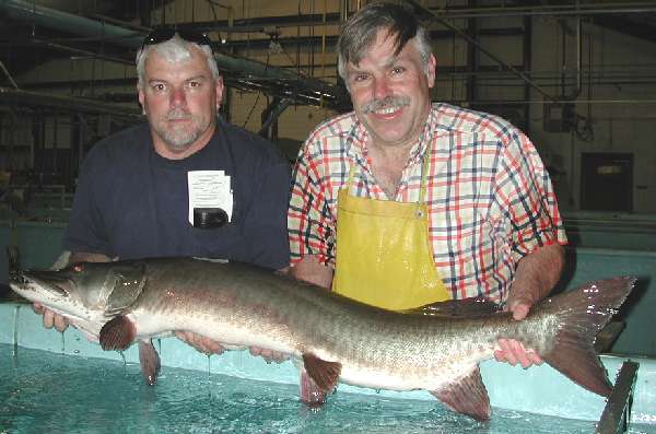 Jeff Matthews and Ed Washuta with musky breeder