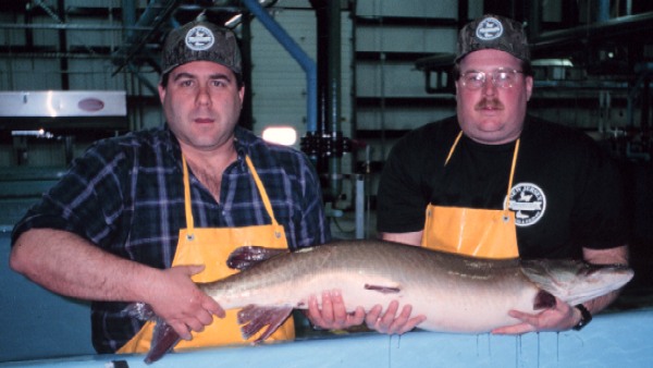 Bob Olsen and Craig Lemon with muskie breeder