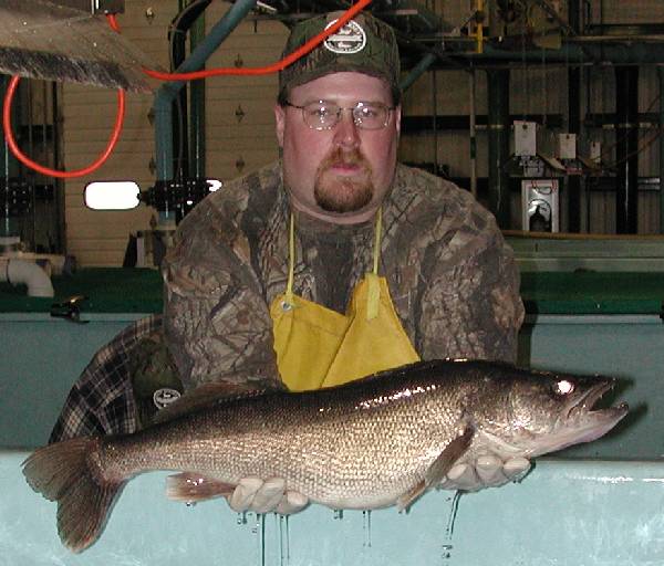 Craig Lemon holds a walleye breeder