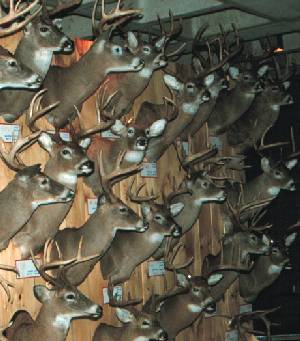 Display of deer heads