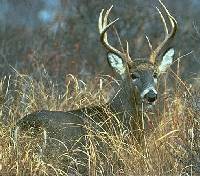 Deer in Pequest field