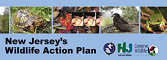 Wildlife Action Plan Image
