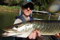 Biologist with Muskellunge