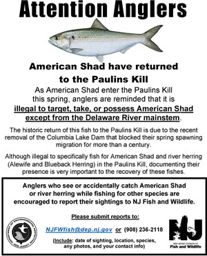 Shad poster