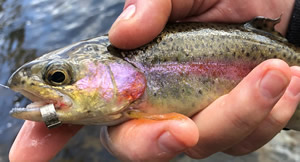 NJDEP Division of Fish & Wildlife - 2019 Spring Trout Fishing Information