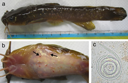 Larval nematodes found encysted beneath skin of margined madtom