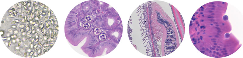 Microscopic pathogens