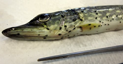 Northern pike with blackspot lesions