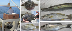 Ocean trawl net-setting and fish species