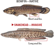 Bowfin-snakehead comparison graphic