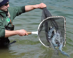 Stocking net of salmon