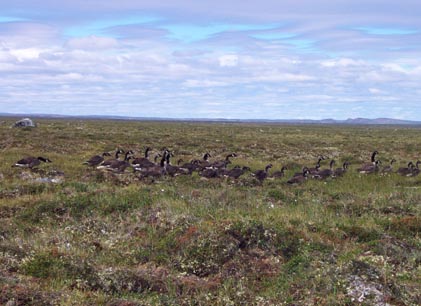 Canada goose brook flock in typical tundra habitat