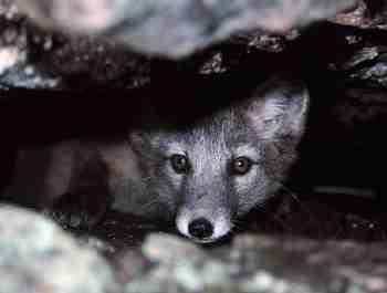 Arctic fox pup in den