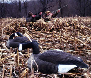 Goose hunters in field