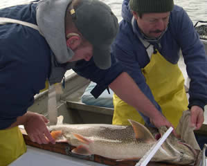 Measuring lake trout