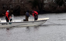 Biologists pull in gill net on the Maurice River.