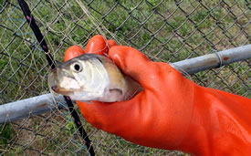 River herring caught in gill net.