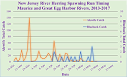 Timing of herring spawning run in two rivers