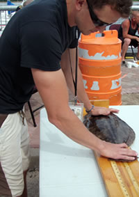 Measuring length of summer flounder