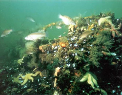 Fully colonized artificial reef structure