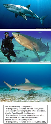 Three shark species