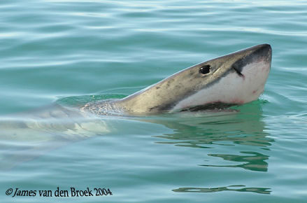 NJDEP Division of Fish & Wildlife - White Sharks: New Jersey's