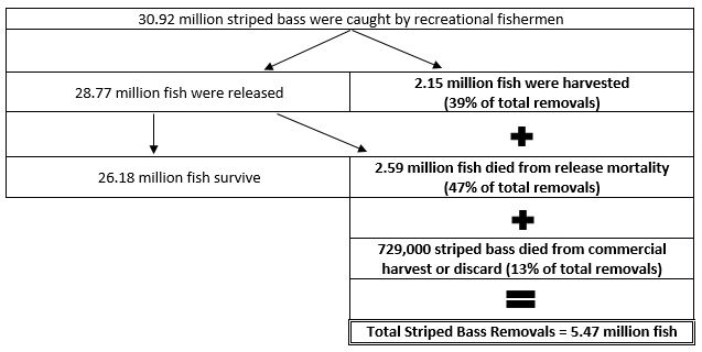 Table of East Coast Striped Bass Harvest and Removal