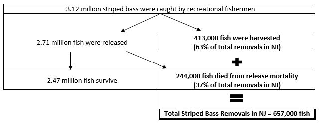Table of NJ 2019 Striped Bass Catch and Removals