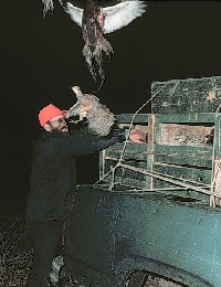 Releasing pheasants