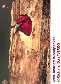 Red-headed woodpecker