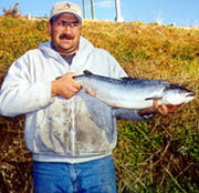 28-inch sea run brown trout