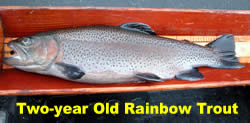 Two-year old rainbow trout