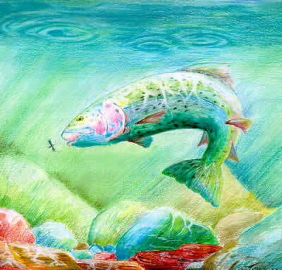 Winning artwork in 2005 Trout Stamp Contest
