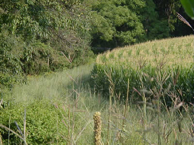 Native grasses beside corn