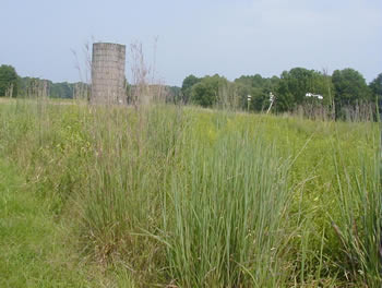 Grassland habitat